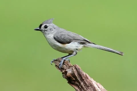 Bird on a stick Stock Photos