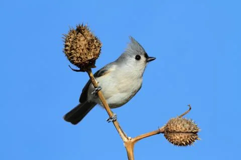 Bird on a stick Stock Photos