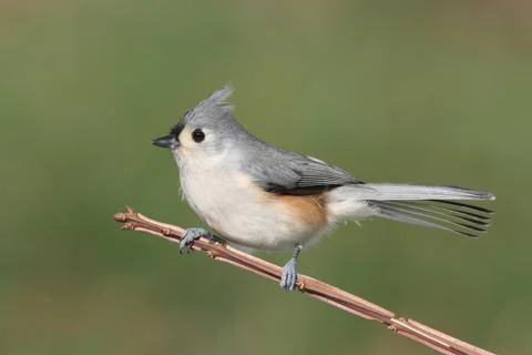 Bird on a stick Stock Photos