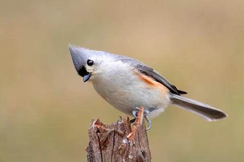 Bird on a stick Stock Photos