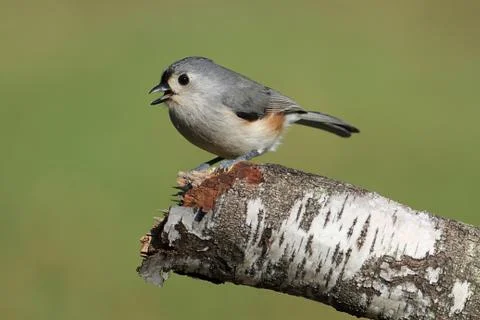 Bird on a stick Stock Photos