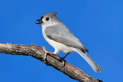 Bird on a stick Stock Photos