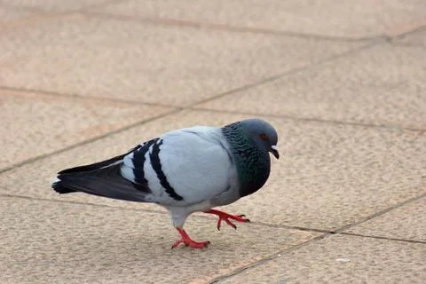 Bird on stone ground Foto stock