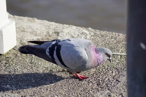 Bird on stone ground Stock Photos