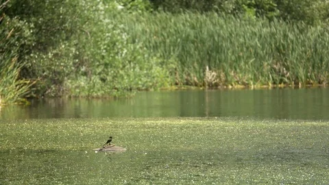 A bird on a stone on a lake Stock Footage 73889817
