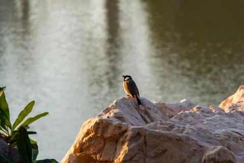 Bird on the stone Stock Photos