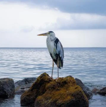 Bird on the stone Stock Photos