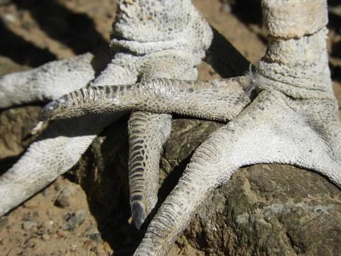 Bird Stork Malaysia Stock Photos