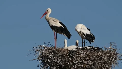 Bird Stork on nest against blue sky, white storks stands Vídeo Stock 245665553
