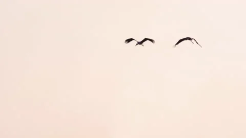 Bird stork in the sky above Stock Footage 231229322