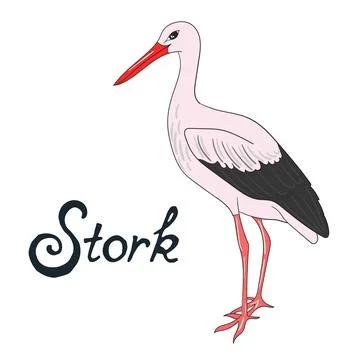 Bird stork vector illustration Stock Illustration