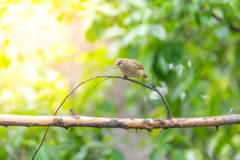 Bird (Streak-eared bulbul) on tree in nature wild Foto stock