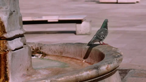 Bird in the streets of Italy Video stock 277347334