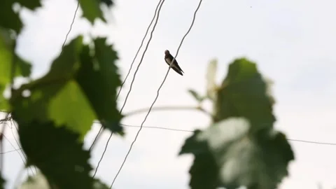 Bird on the string 2 Stock Footage 325852524