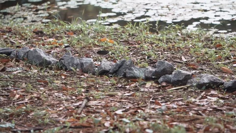 Bird strolling by river 스톡 동영상 128140951