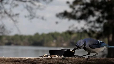 Bird struggles to grab peanuts. Video stock 148676846