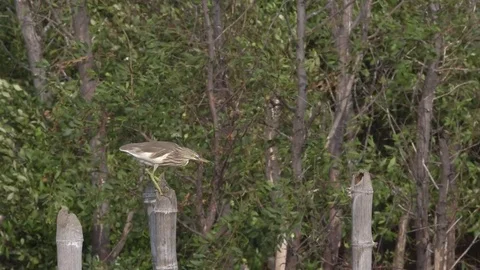 Bird struggles with the windy Stock Footage 77069538