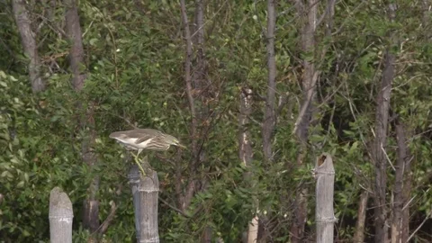 Bird struggles with the windy Stock Footage 78118902