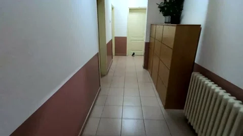 A bird stuck in a building Stock Footage 155718810