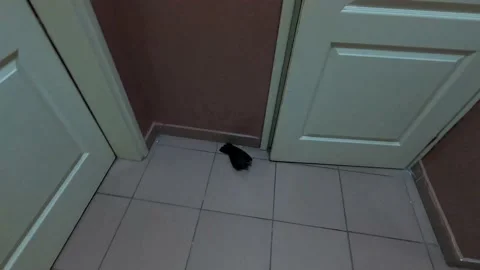 A bird stuck in a building Stock Footage 155718814