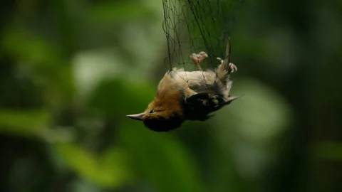 Bird stuck in the net 스톡 동영상 76396367
