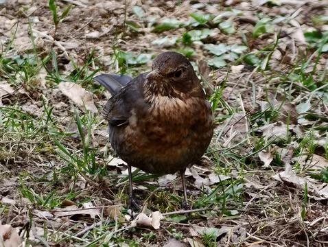 Bird Studies Ground. Brown Thrush Attentively Scrutinizes Dry Leaves And Gr.. Stock Photos