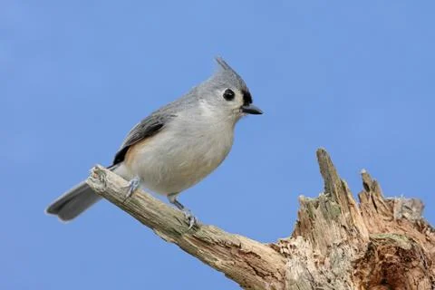 Bird on a stump Stock Photos