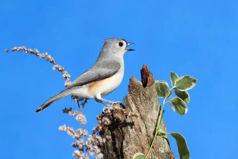 Bird on a stump Stock Photos
