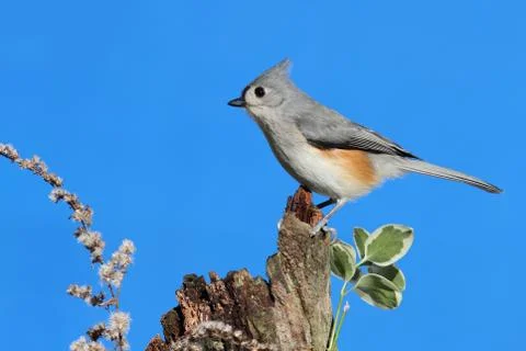 Bird on a stump Stock Photos