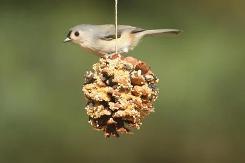 Bird on a suet feeder Stock Photos