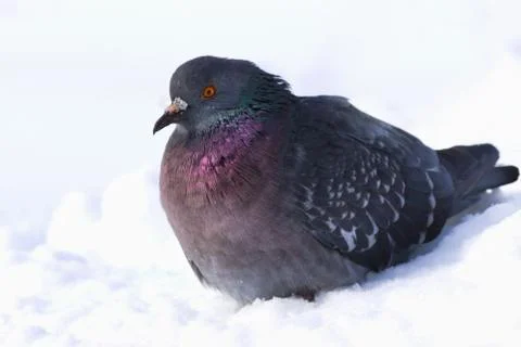 The bird is suffering from cold Stock Photos