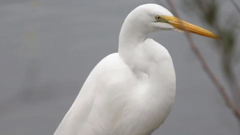 Bird Sunbathing Stock Footage 100690123