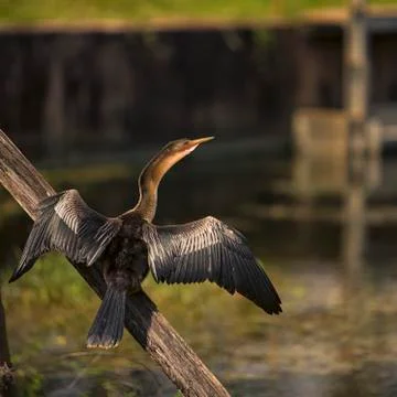  Bird Sunbathing In The Sun Stock Photos
