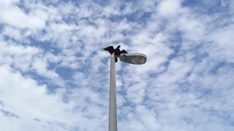 Bird Sunbathing With Wings Spread on Light Post Against Cloudy Sky 動画素材 158841866