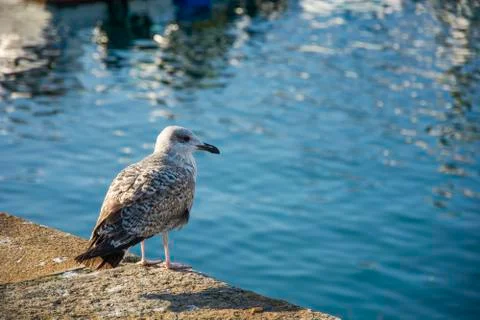 Bird with sunlight Stock Photos