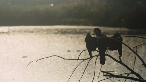 Bird sunning itself by lake 스톡 동영상 144018478