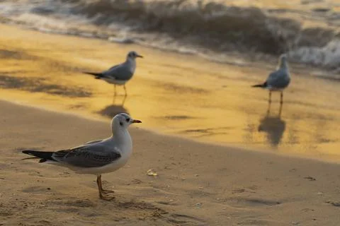 Bird Sunset Beach Foto stock