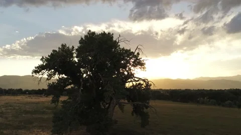 Bird at sunset - Drone camera moves down, up, and left Stock Footage 134814318
