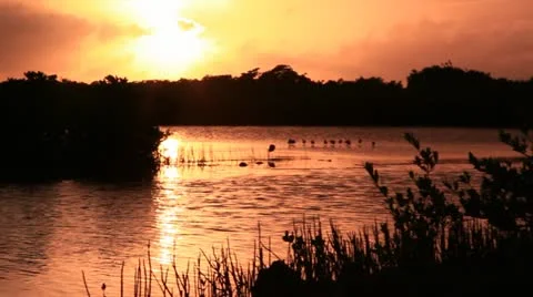 Bird in sunset in marsh Video stock 10949273