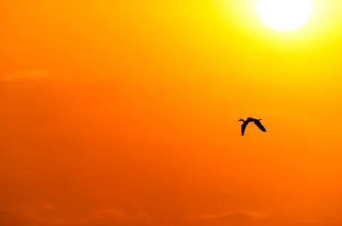 Bird Sunset Stock Photos