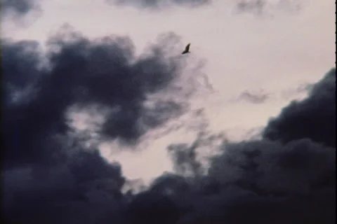Bird in Sunset Sky on Super 8 Film Stock Footage 34966537