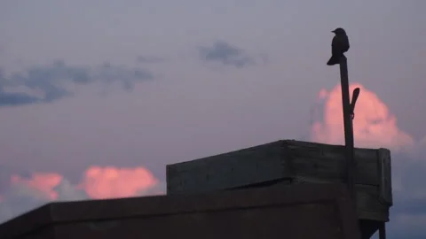 Bird at Sunset Takes Flight Video stock 213169375