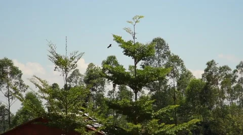 Bird super slow motion Video stock 47121745