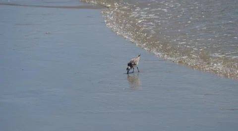 Bird in surf 스톡 사진