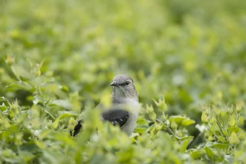 Bird surrounded by leaves Stock Photos