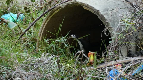 A bird surrounded by plastic pollution in a city Stock Footage 285559232