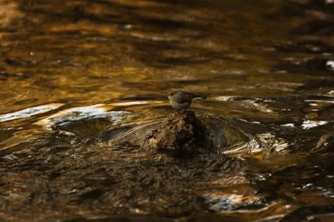 Bird surrounded by water Stock Photos