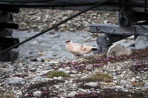A bird in Svalbard Stock Photos