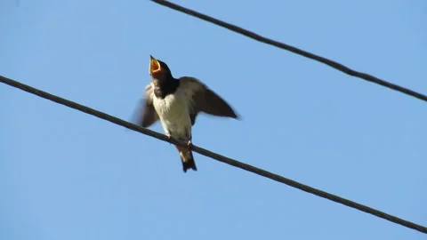 Bird swallow feeds its Chicks on wires on blue sky background Stock Footage 213338377