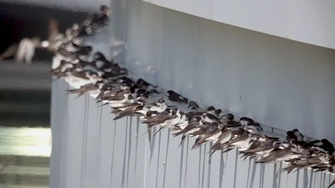 Bird Swallow, Group in Flight, taking off from tree, Slow Motion Stock Footage 113065836